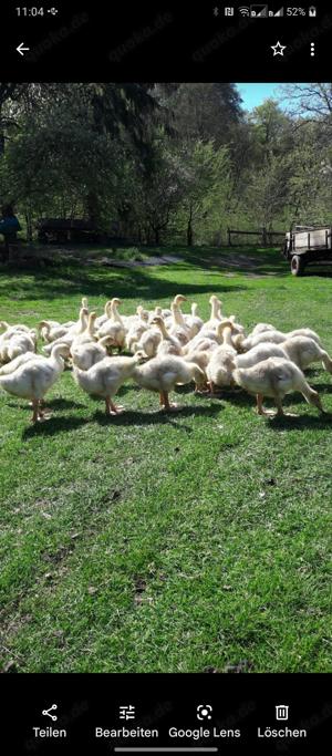 Geflügelverkauf Bild 10