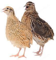 Geflügelverkauf Bild 12