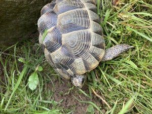 Maurische Landschildkröten 2021 und 2017