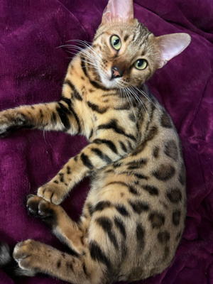 Bengal Katze