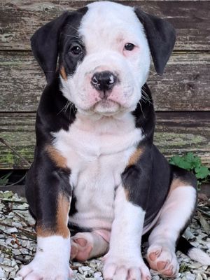 American Bully Welpen