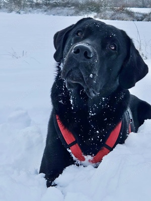 Labrador Deckrüde mit Ahnentafel - kein Verkauf-