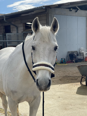 Reitbeteiligung gesucht (Pferd sucht Reiter) 