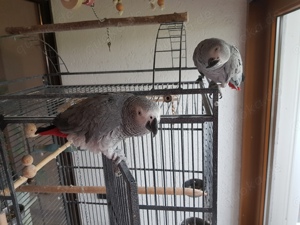 Graupapageien zu verkaufen