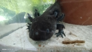 Axolotl  melanoid