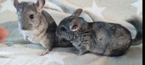 2 Chinchilla-Mädchen Chinchillas Hannover geb. am 04.24   