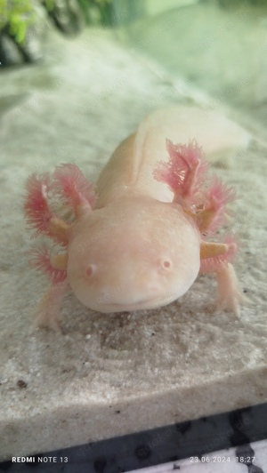 Axolotl Gold