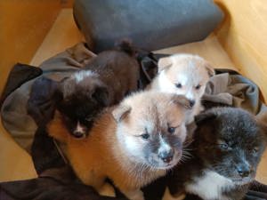 4 Japanische   American Akita Inu Welpen