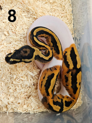 0.1 Piebald 50% het. Clown Königspython Python Regius