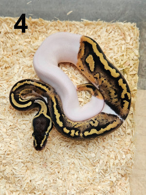 0.1 Pastel Piebald 50% Het. Clown Königspython Python Regius