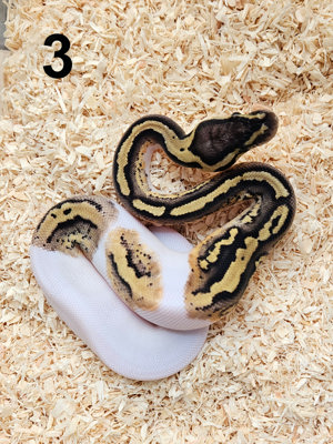 0.1 Pastel Piebald 50% Het. Clown Königspython Python Regius 