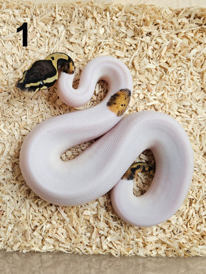 0.1 Pastel Piebald 50% Het. Clown Königspython Python Regius