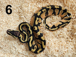 1.0 Enchi Pastel Het. Piebald 50% Het. Clown Königspython Python Regius