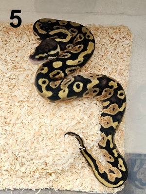 1.0 Pastel 100% het. Piebald 50% het. Clown Königspython Python Regius