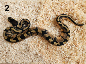 0.1 Enchi 100% het. Piebald 50% het. Clown Königspython Python Regius