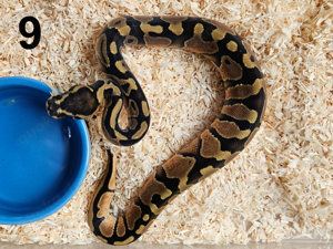 0.1 Enchi 100% het. Piebald 50% het. Clown Königspython Python Regius