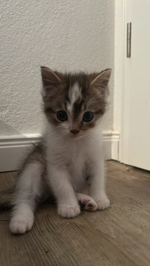 Katzenjunge Kitten Kater Perser, British Langhaar, EKH Mix