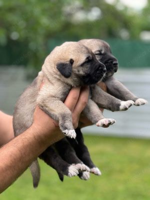 Reinrassige Kangal Welpen 