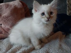 Katzenbabys Mix BKH pointed mit Ragdoll Neva Masquerade