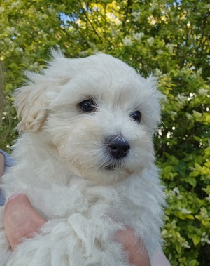 Maltipoo Welpen Aus Liebevoller Familienaufzucht In Rheine - Hunde ...