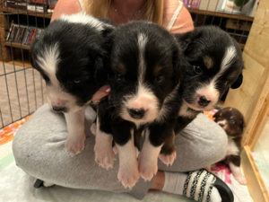 Australian Shepherd Welpen