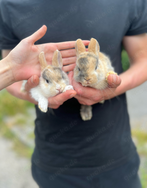 super Zahme Minikaninchen, Zwergkaninchen, Babys 