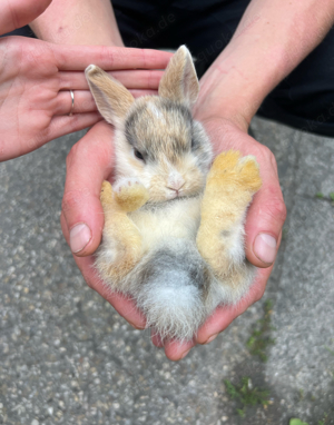 zutrauliche kinderliebe MINI zwergkaninchen, babys