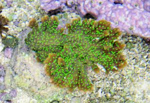 Korallenableger mit Versand: Montipora carinata ( Star wars)