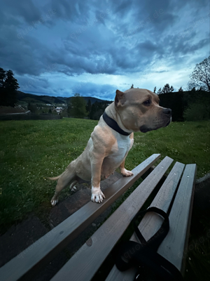 American Bully Hündin