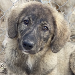 Amelie, geb. ca. 02 2024, lebt in GRIECHENLAND, im städt. Tierheim Serres