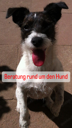 Welpenberatung, Hundetraining