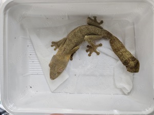 Uroplatus Henkeli  Bild 2