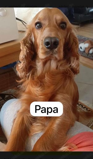  Deckrüde Sam der Hund, der oft Papa ist.Sam hat Welpen und wenn jemand welche möchte, kann er sich 