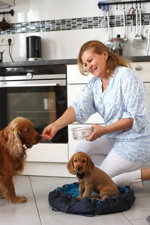  Deckrüde Sam der Hund, der oft Papa ist.Sam hat Welpen und wenn jemand welche möchte, kann er sich  Bild 2
