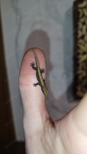 0.0.X Jungferngecko Lepidodactylus lugubris 