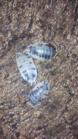 Porcellio laevis Panda  Dalmatiner & Porcellionides pruinosus grau orange 