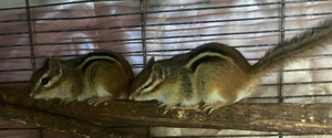 Nordam.Backenhörnchen abzugeben!