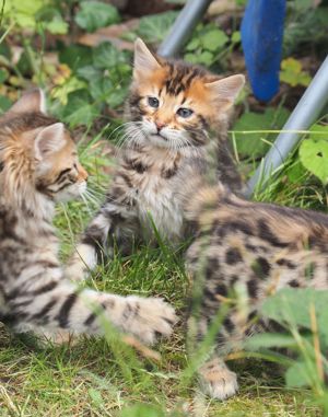 Cashmere-Bengalen Kitten in brown, silver, charcoal und weiß