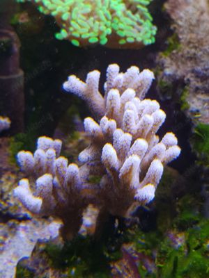 Meerwasser Korallen Gorgonie , Goniopora , Stylopora