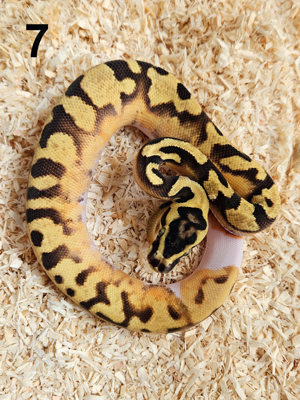 0.1 Super Enchi Pastel Piebald 50% Het. Clown Königspython Python Regius