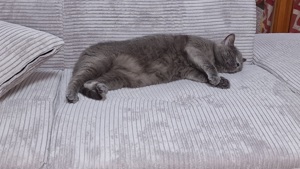 BKH Katze Erwachsene Bild 2