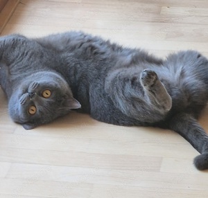 BKH Katze Erwachsene Bild 4