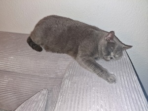 BKH Katze Erwachsene Bild 3