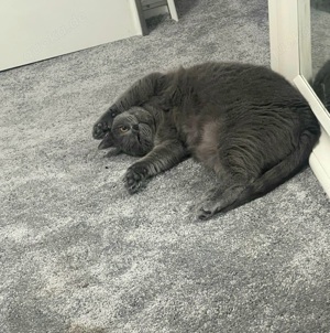 BKH Katze Erwachsene Bild 5