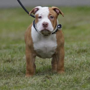 American bully Welpen 