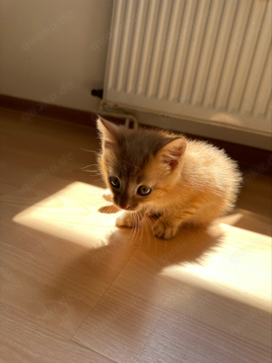 Main Coon mix Kitten