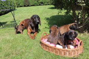 bayerische Gebirgsschweißhunde Welpen