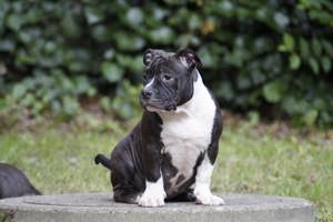 American bully Welpen 