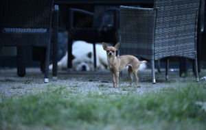 Chihuahua Zwergpinscher Mix