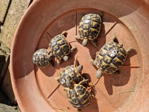 Italienische Landschildkröten Thh von 2025 Bild 2